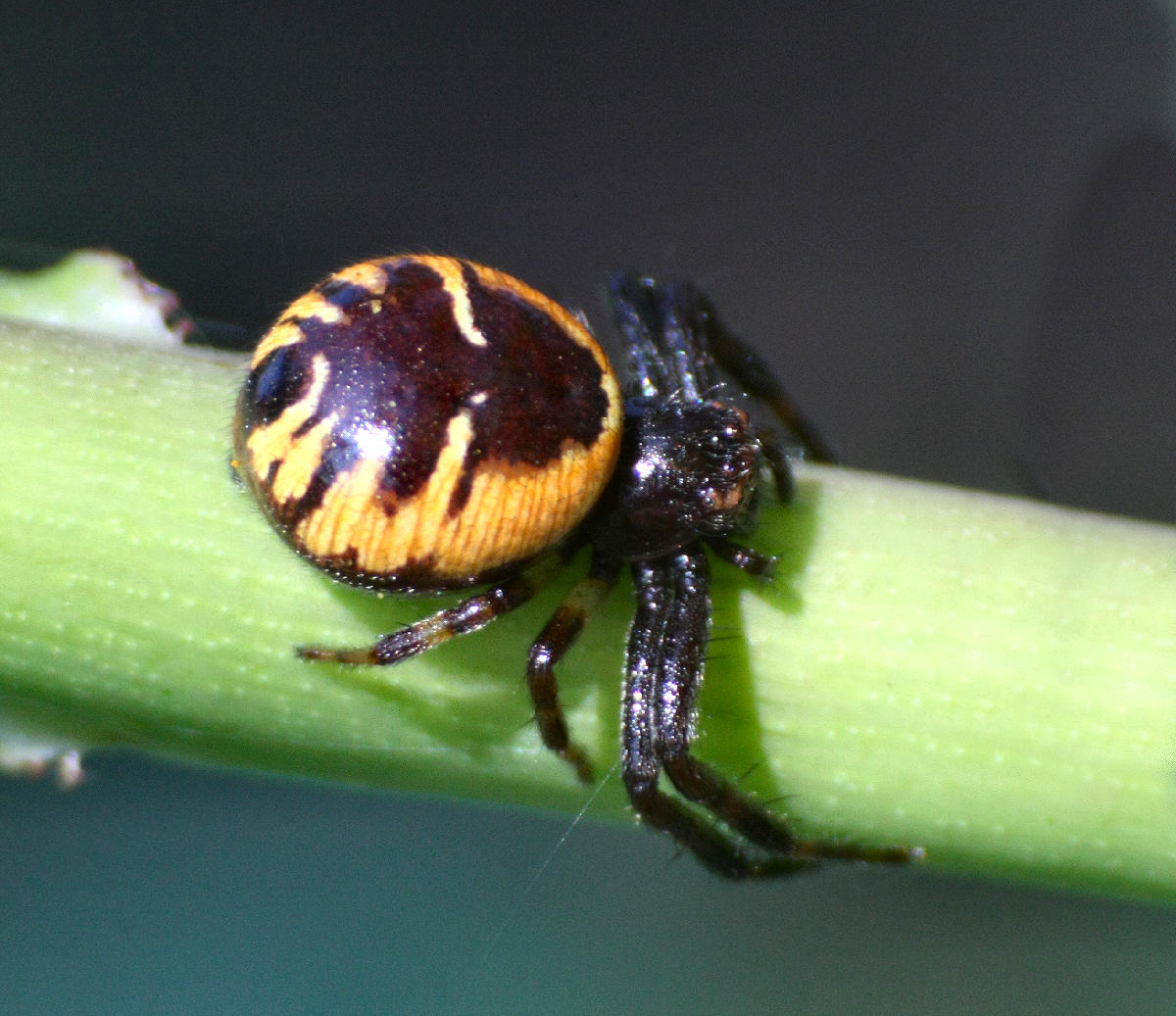 Synema globosum - Lesmo (MB)